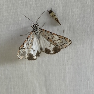 Utetheisa pulchelloides at Numeralla, NSW - 1 Jan 2023