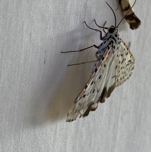 Utetheisa pulchelloides at Numeralla, NSW - 1 Jan 2023