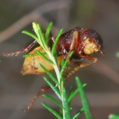 Pseudoperga ferruginea (A sawfly) at Towrang, NSW - 7 Jan 2023 by Harrisi