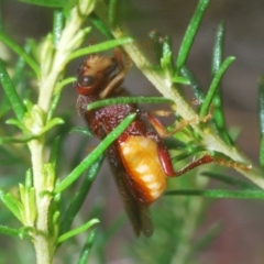 Pseudoperga ferruginea at Towrang, NSW - 7 Jan 2023 04:07 PM