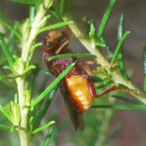 Pseudoperga ferruginea at Towrang, NSW - 7 Jan 2023 04:07 PM