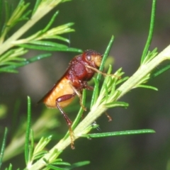 Pseudoperga ferruginea at Towrang, NSW - 7 Jan 2023 04:07 PM