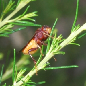 Pseudoperga ferruginea at Towrang, NSW - 7 Jan 2023 04:07 PM