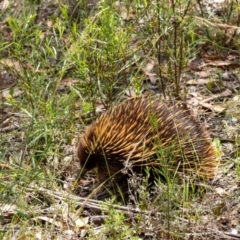 Tachyglossus aculeatus (Short-beaked Echidna) at Tallong, NSW - 1 Jan 2023 by Aussiegall