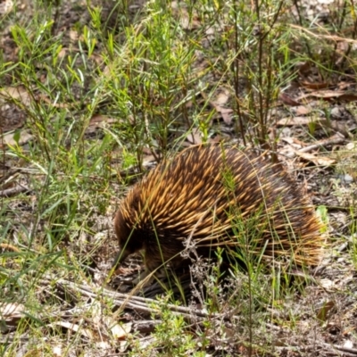 Tachyglossus aculeatus (Short-beaked Echidna) at Tallong, NSW - 1 Jan 2023 by Aussiegall