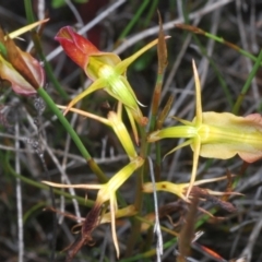 Cryptostylis subulata (Cow Orchid) at Boolijah, NSW - 6 Jan 2023 by Harrisi