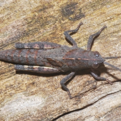 Goniaea opomaloides (Mimetic Gumleaf Grasshopper) at Budgong, NSW - 7 Jan 2023 by Harrisi