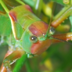 Terpandrus horridus (Sydney Gumleaf Katydid) at Budgong, NSW - 7 Jan 2023 by Harrisi