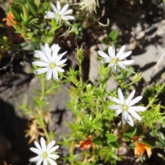 Stellaria pungens (Prickly Starwort) at Bimberi, NSW - 8 Jan 2023 by MatthewFrawley