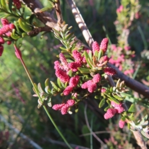 Podocarpus lawrencei at Cotter River, ACT - 8 Jan 2023