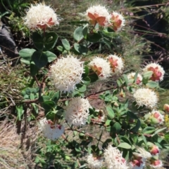 Pimelea ligustrina subsp. ciliata at Cotter River, ACT - 7 Jan 2023 by MatthewFrawley