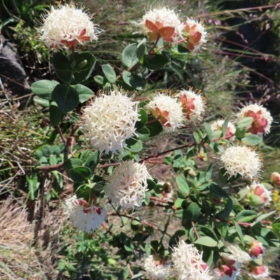 Pimelea ligustrina subsp. ciliata at Cotter River, ACT - 8 Jan 2023 by MatthewFrawley