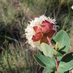 Pimelea ligustrina subsp. ciliata at Cotter River, ACT - 8 Jan 2023