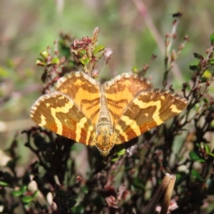 Chrysolarentia chrysocyma (Small Radiating Carpet) at Cotter River, ACT - 8 Jan 2023 by MatthewFrawley