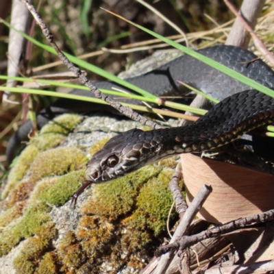 Austrelaps ramsayi (Highlands Copperhead) at Bimberi Nature Reserve - 7 Jan 2023 by MatthewFrawley