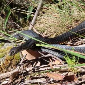 Austrelaps ramsayi at Bimberi, NSW - 8 Jan 2023