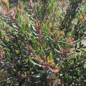 Persoonia subvelutina at Cotter River, ACT - 8 Jan 2023