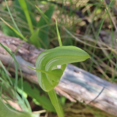 Pterostylis monticola (Large Mountain Greenhood) at Cotter River, ACT - 8 Jan 2023 by MatthewFrawley