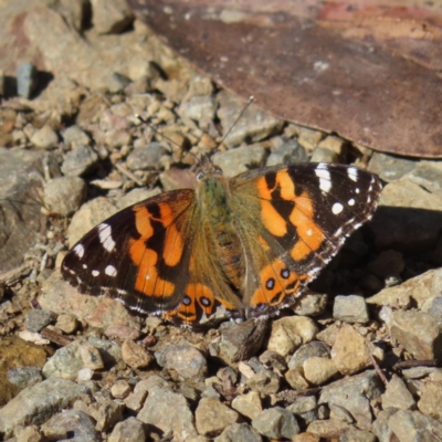 Vanessa kershawi (Australian Painted Lady) at Cotter River, ACT - 8 Jan 2023 by MatthewFrawley