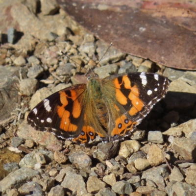 Vanessa kershawi (Australian Painted Lady) at Cotter River, ACT - 7 Jan 2023 by MatthewFrawley