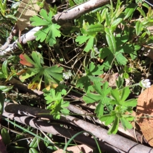 Geranium obtusisepalum at Cotter River, ACT - 8 Jan 2023 09:54 AM