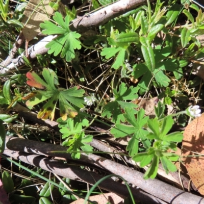 Geranium obtusisepalum (Kosciusko Crane's-bill) at Cotter River, ACT - 7 Jan 2023 by MatthewFrawley