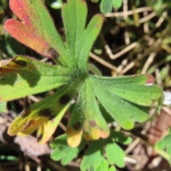 Geranium obtusisepalum at Cotter River, ACT - 8 Jan 2023 09:54 AM