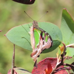 Graphium macleayanum (Macleay's Swallowtail) at Cotter River, ACT - 7 Jan 2023 by MatthewFrawley