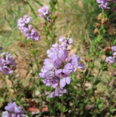 Euphrasia collina (Purple Eye-bright) at Cotter River, ACT - 8 Jan 2023 by MatthewFrawley