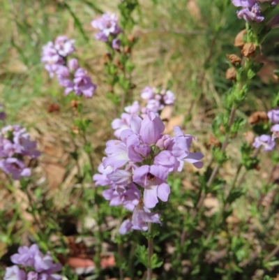 Euphrasia collina (Purple Eye-bright) at Cotter River, ACT - 7 Jan 2023 by MatthewFrawley