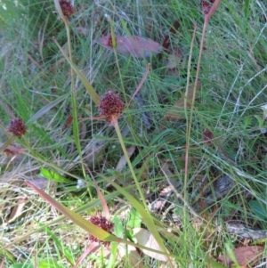 Luzula alpestris at Cotter River, ACT - 8 Jan 2023