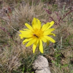 Microseris lanceolata (Yam Daisy) at Cotter River, ACT - 7 Jan 2023 by MatthewFrawley