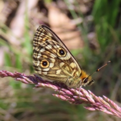 Oreixenica orichora (Spotted Alpine Xenica) at Cotter River, ACT - 7 Jan 2023 by MatthewFrawley