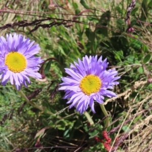 Brachyscome spathulata at Cotter River, ACT - 8 Jan 2023