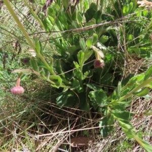 Brachyscome spathulata at Cotter River, ACT - 8 Jan 2023