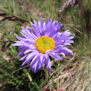 Brachyscome spathulata at Cotter River, ACT - 8 Jan 2023