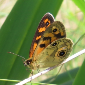 Heteronympha cordace at Cotter River, ACT - 8 Jan 2023