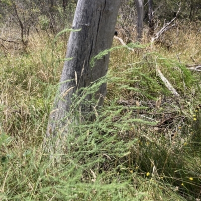 Asparagus officinalis (Asparagus) at Bruce Ridge to Gossan Hill - 7 Jan 2023 by MattM