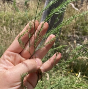 Asparagus officinalis at Bruce, ACT - 7 Jan 2023 01:19 PM