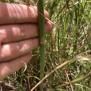 Asparagus officinalis at Bruce, ACT - 7 Jan 2023 01:19 PM