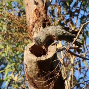 Callocephalon fimbriatum at Deakin, ACT - suppressed