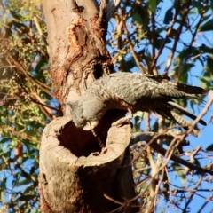 Callocephalon fimbriatum at Deakin, ACT - suppressed