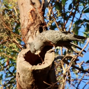 Callocephalon fimbriatum at Deakin, ACT - suppressed