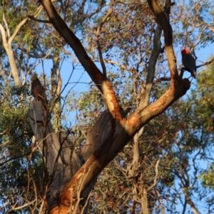 Callocephalon fimbriatum at Deakin, ACT - suppressed