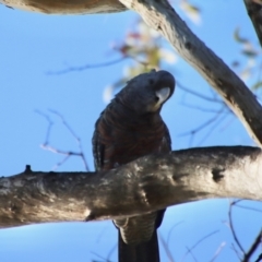 Callocephalon fimbriatum (Gang-gang Cockatoo) at Deakin, ACT - 7 Jan 2023 by LisaH