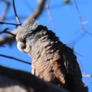 Callocephalon fimbriatum at Deakin, ACT - 7 Jan 2023