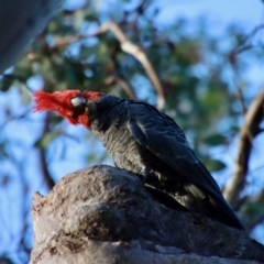 Callocephalon fimbriatum at Deakin, ACT - 7 Jan 2023