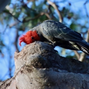 Callocephalon fimbriatum at Deakin, ACT - 7 Jan 2023