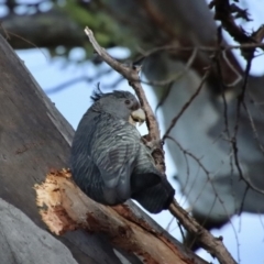 Callocephalon fimbriatum (Gang-gang Cockatoo) at Hughes, ACT - 6 Jan 2023 by LisaH