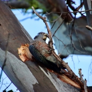 Callocephalon fimbriatum at Hughes, ACT - suppressed